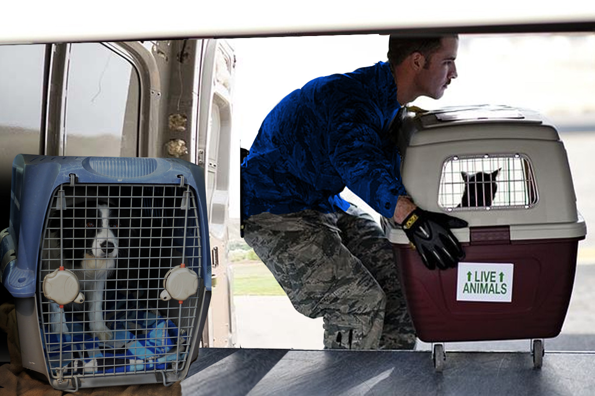 pet  transport service